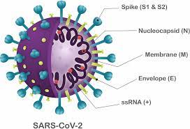 It was evident by early 2004 that the sars outbreak had ended. Frontiers Antivirals Against Coronaviruses Candidate Drugs For Sars Cov 2 Treatment Microbiology