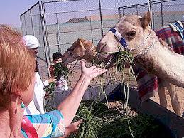 So when next time someone asks you this same question, how many stomach does. What Does A Camel Eat In The Desert And In The Zoo Nature 2021
