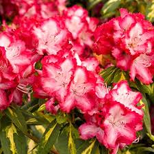 Rhododendron /ˌroʊdəˈdɛndrən/ is a very large genus of 1,024 species of woody plants in the heath family (ericaceae), either evergreen or deciduous, and found mainly in asia. How To Grow Rhododendron Shrubs In The Garden