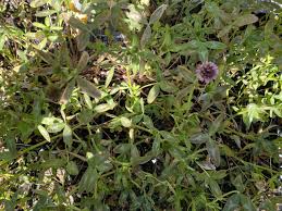 Image result for Trifolium polystachyum