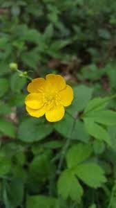 Image result for Ranunculus acris