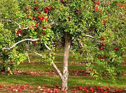 Information About Fruit Trees Plants And Trees For Sale Agribusiness Pakistan