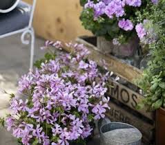 Terrasse Gestalten Mit Einem Hubschen Olivenbaum In 2020 Geranien Pflanzen Blumen