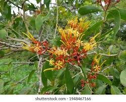 Image result for Loranthaceae
