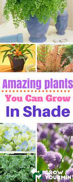 Pin On Urban Gardening