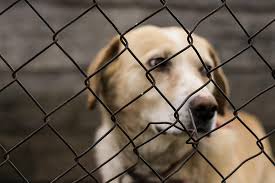 Why Lost Pets Of The Hudson Valley Is The Best