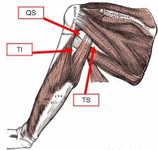 Contents of axillary sheath (2). Quadrangular Space Triangular Space Triangular Interval Anatomy Orthobullets