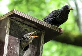 We did not find results for: How To Get Rid Of Starlings At Feeders 7 Easy Tips Bird Feeder Hub