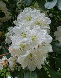Rhododendron Decorum Wikipedia