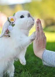 bunny wedding theme bunnies beauty photoshoot all the stuff i care about bunny mom rabbit photos cute baby animals