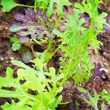 noch ende september gesat wachst die asiatische salatmischung im hochbeet und bereichert den salat mit ihren leicht scharfen knackig gemuseanbau saen hochbeet