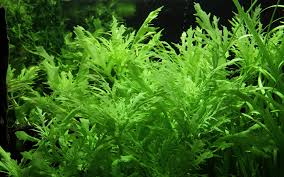 Image result for Hygrophila spiciformis