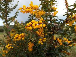 Image result for Berberis darwinii