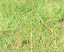 Image result for Glyceria fluitans