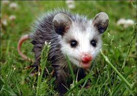 Who Says Opossums Aren T Cute Baby Opossum Baby Possum Backyard Animals
