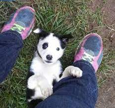 Border collie puppies for sale in oregonselect a breed. Border Collies Butte Ranch Enterprises