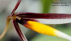 Image result for Bulbophyllum schimperianum