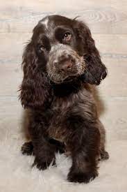 Pinterest Reese Lynee Spaniel Puppies Cocker Spaniel Dog Cocker Spaniel Puppies