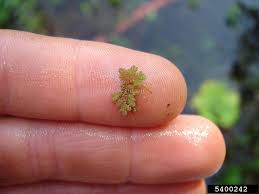 Image result for Azolla
