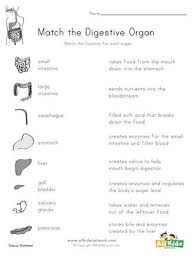 Digestive System Matching Worksheet All Kids Network In 2020 Digestive System For Kids Basic Algebra Worksheets Digestive System Activities