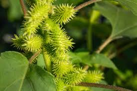 Image result for Xanthium