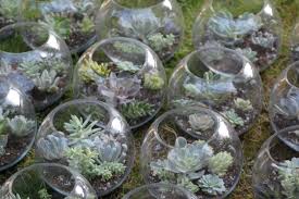I used three cactus rocks in each pot and then sprinkled some more decorative rocks on top to help them stand in place. How To Make Your Own Succulent Terrarium Centerpieces Offbeat Bride
