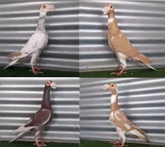 Original English Carrier Pigeons Breeding Pairs For Sale In Lucknow || English  Carrier Pigeons || - Youtube