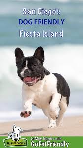 Elwood and nugget french bulldog puppies. Enjoying Dog Friendly Fiesta Island In San Diego Gopetfriendly