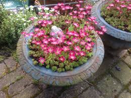 Saxifraga Peter Pan Arendsii Groep Mossteenbreek Achtertuin Planten Tuin