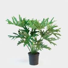 When watering cactus, you will first need to analyze the moisture of the soil. 99 Cactus Ideas Cactus Plants Cactus Plants