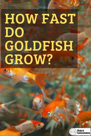 How Fast Do Goldfish Grow The Answer Might Surprise You Goldfish Goldfish Breeding Goldfish Care