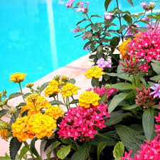 Image result for Pentas schimperi