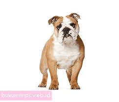Mimpi anjing putih dalam islam. Tafsir Mimpi Anjing Menurut Islam Buku Mimpi