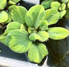 Image result for Pistia