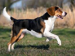 Image result for Harrier dog