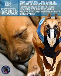 The greyhounds chase a hare, a mechanical lure usually made of artificial bone. Real Greyhound Advocates On Twitter Modern Day Greyhound Racing Has Evolved To The Point That American Racing Bred Greyhounds Have Pet Waiting Lists Across The Us And Canada This Model Of Welfare