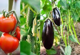 Check spelling or type a new query. Eggplant Companions Learn About Companion Planting With Eggplant