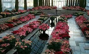 We did not find results for: Como Park Conservatory Holiday Flower Show In Saint Paul Mn