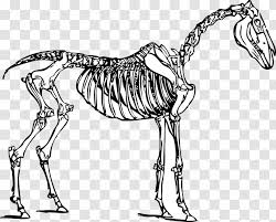 Horse Skeleton Drawing Clip Art Zebra Transparent Png