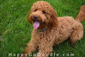 Sunshine acres red goldendoodle puppies for sale are also placing a wholesome responsibility for children to learn the care of a living animal. Types Of Goldendoodles Generations Sizes Colors Galore Happy Go Doodle