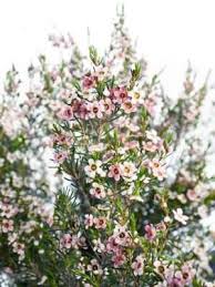 We did not find results for: Wachsblume My Sweet 16 Pink Weiss Bestellen Blumigo