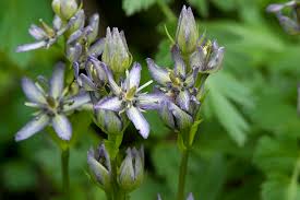 Image result for Swertia