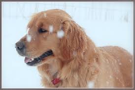 Sadie is an akc registered golden retriever. Reserve Your Golden Retriever Puppy From Windy Knoll Golden Retriever Puppies
