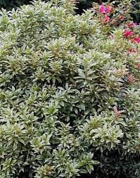 Image result for Pieris japonský little heath obrázek