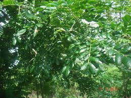 Raintree Encyclopedia Of Life Pngtree offers hd rain background images for free download. raintree encyclopedia of life