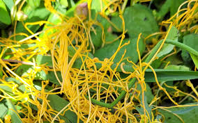Image result for Cuscuta australis