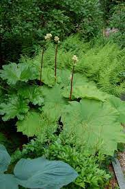 Overwatering shaded plants can happen easily as they don't have the heat or exposure from the direct sun to this hardy and drought tolerant plant is a popular choice for any outdoor garden. 68 Big Leaved Plants Ideas Plants Garden Borders Garden
