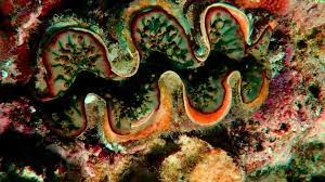 Check spelling or type a new query. Philippines Giant Clam Shells Worth 25m Seized In Raid Bbc News