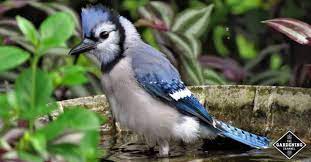 The branches of the trees also offer security to the birds in case they need to quickly escape any predators while in the birdbath. 8 Top Tips For Attracting Birds With A Bird Bath Gardening Channel