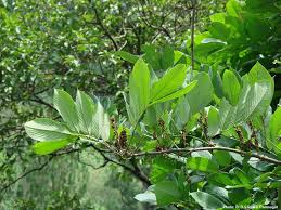 Image result for Millettia